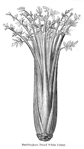 Celery vegetable engraving 1874