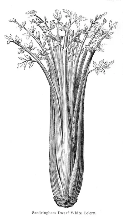 Framed Print : Celery vegetable engraving 1874 Framed Print : Celery vegetable engraving 1874