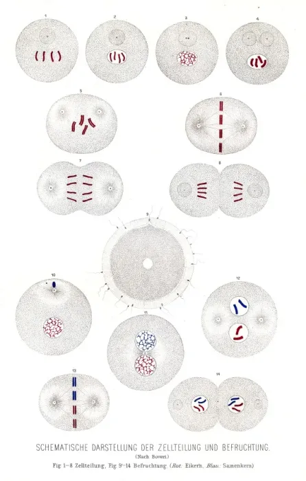 Framed Print : Cell division and fertilization anatomy engraving 1857 Framed Print : Cell division and fertilization anatomy engraving 1857
