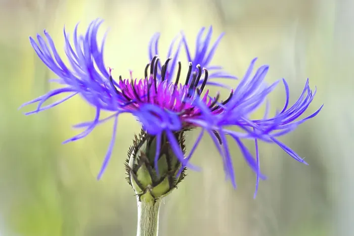Framed Print : Centaurea. Close up of Centaurea flower also known as cornflower and knapweed Framed Print : Centaurea. Close up of Centaurea flower also known as cornflower and knapweed