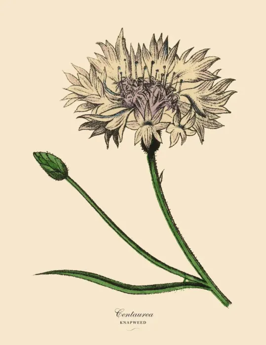 Framed Print : Centaurea or Knapweed Plant, Victorian Botanical Illustration Framed Print : Centaurea or Knapweed Plant, Victorian Botanical Illustration