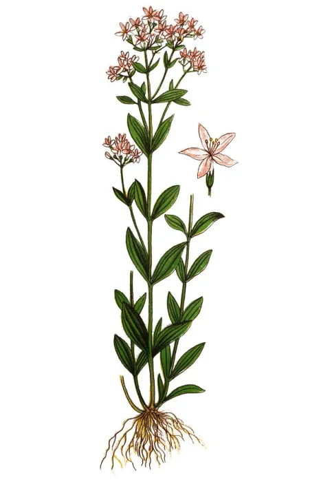 Framed Print : Centaurium erythraea, common centaury and European centaury Framed Print : Centaurium erythraea, common centaury and European centaury