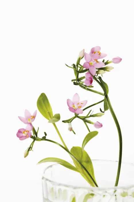 Framed Print : Centaury (Centaurium)