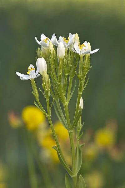 Centaury -Centaurium erythraea-, white flowers, Burgenland, Austria