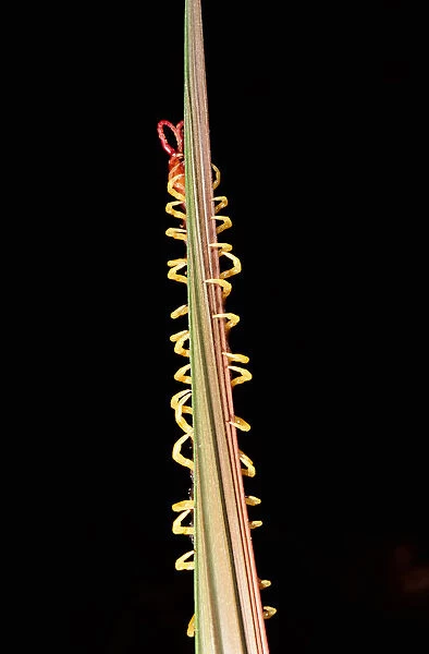 Centipede, Amazon Rainforest, Peru