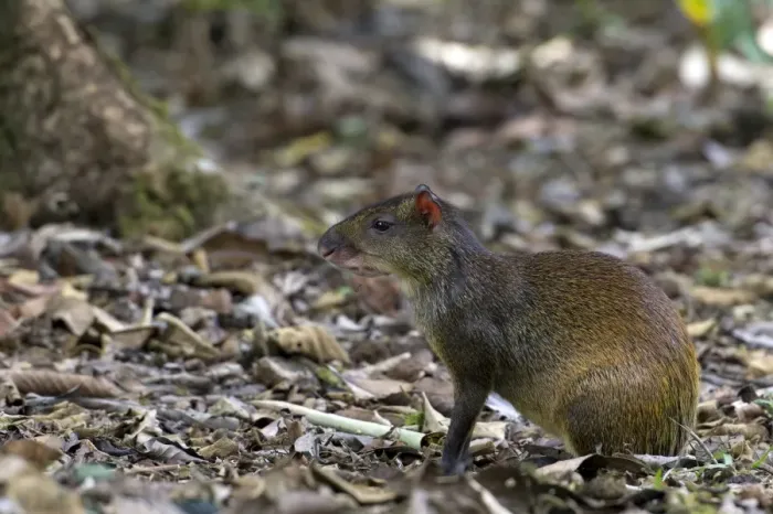 Framed Print : Central American Agouti -Dasyprocta punctata-, San Vito, Puntarenas Province, Costa Rica, Central America Framed Print : Central American Agouti -Dasyprocta punctata-, San Vito, Puntarenas Province, Costa Rica, Central America