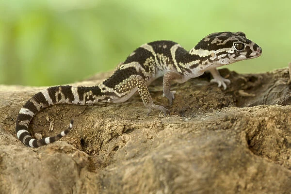 Central American banded gecko (Coleonyx mitratus)