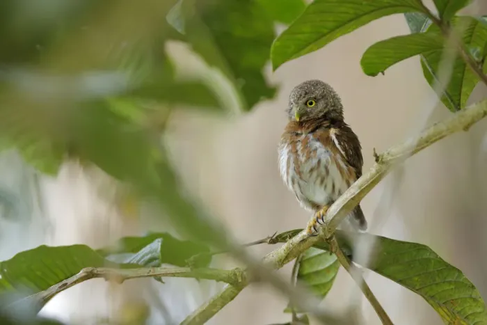 Framed Print : Central American Pygmy-Owl Framed Print : Central American Pygmy-Owl