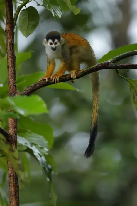 Framed Print : Central American Squirrel Monkey