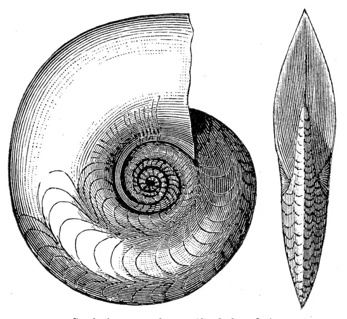 Framed Print : Cephalopod fossil