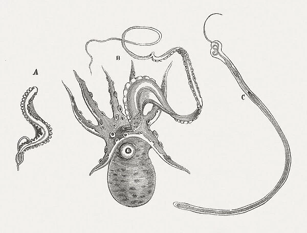 Cephalopoda, published in 1868