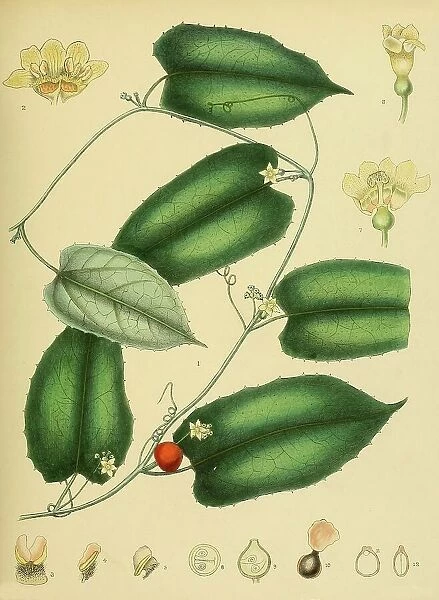 Cerasiocarpum zeylanicum, native to Southeast Asia, Sri Lanka, digitally restored historical colour print from 1893