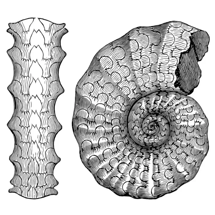 Framed Print : Ceratites is an extinct genus of ammonite cephalopods Framed Print : Ceratites is an extinct genus of ammonite cephalopods