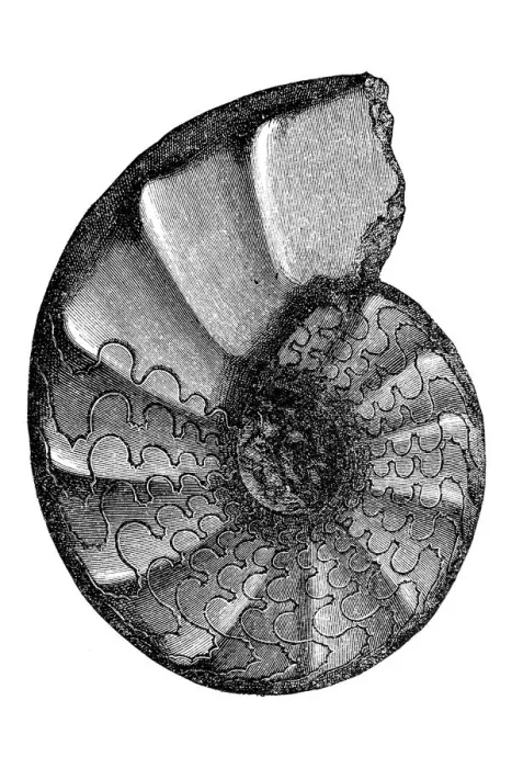 Framed Print : Ceratites is an extinct genus of ammonite cephalopods Framed Print : Ceratites is an extinct genus of ammonite cephalopods