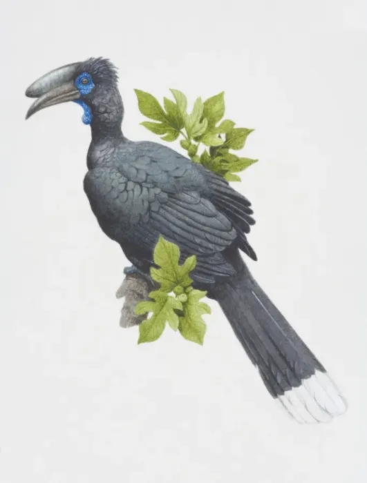 Framed Print : Ceratogymna atrata, Wattled Black Hornbill perched on a leafy tree branch, side view Framed Print : Ceratogymna atrata, Wattled Black Hornbill perched on a leafy tree branch, side view