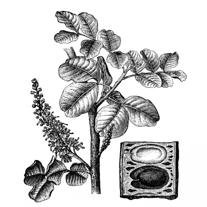 Framed Print : Ceratonia siliqua (carob tree) Framed Print : Ceratonia siliqua (carob tree)