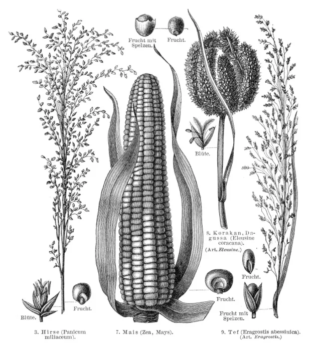 Framed Print : Cereal crops engraving 1895 Framed Print : Cereal crops engraving 1895