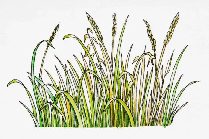 Framed Print : Cereal plants Framed Print : Cereal plants