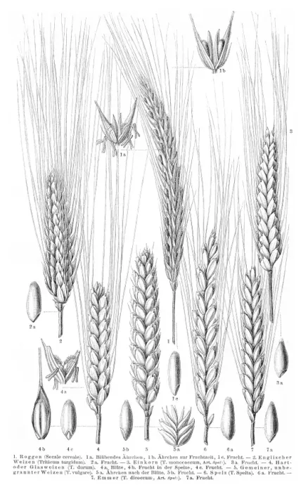 Framed Print : Cereals engraving 1895 Framed Print : Cereals engraving 1895