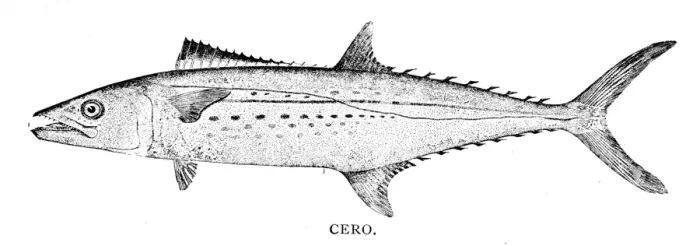 Framed Print : Cero fish engraving 1898