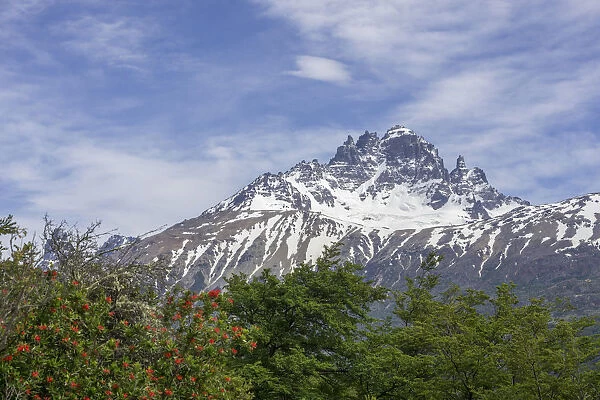 Cerro Castillo mountain range and Chilean fire bush, also Notro or ciruelillo -Embothrium coccineum-, Villa Cerro Castillo, Aysen, Chile