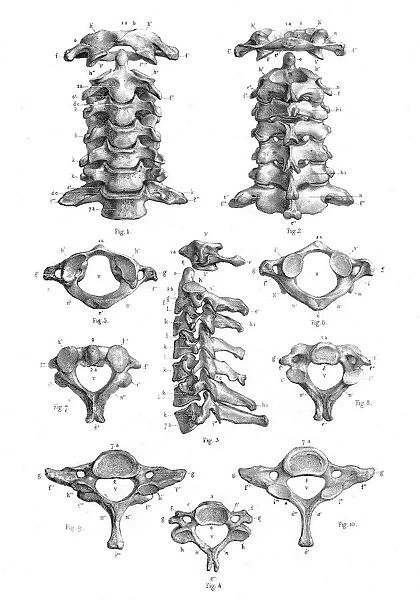 Cervical vertebrae anatomy illustration 1866