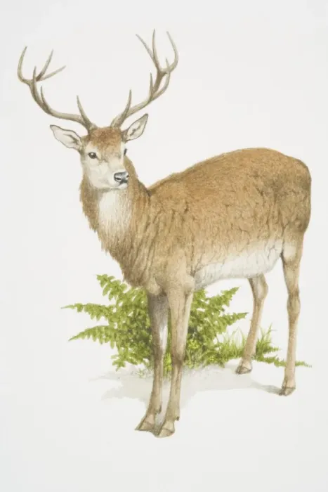 Framed Print : Cervus elaphus, Red Deer Framed Print : Cervus elaphus, Red Deer