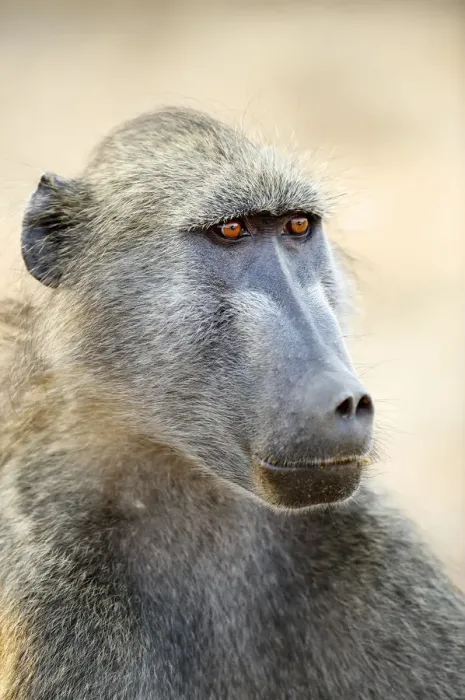 Framed Print : Chacma Baboon (Papio ursinus) Framed Print : Chacma Baboon (Papio ursinus)