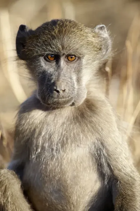 Framed Print : Chacma Baboon (Papio ursinus) Framed Print : Chacma Baboon (Papio ursinus)
