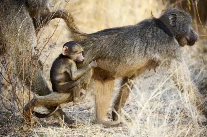 Framed Print : Chacma Baboon (Papio ursinus) Framed Print : Chacma Baboon (Papio ursinus)