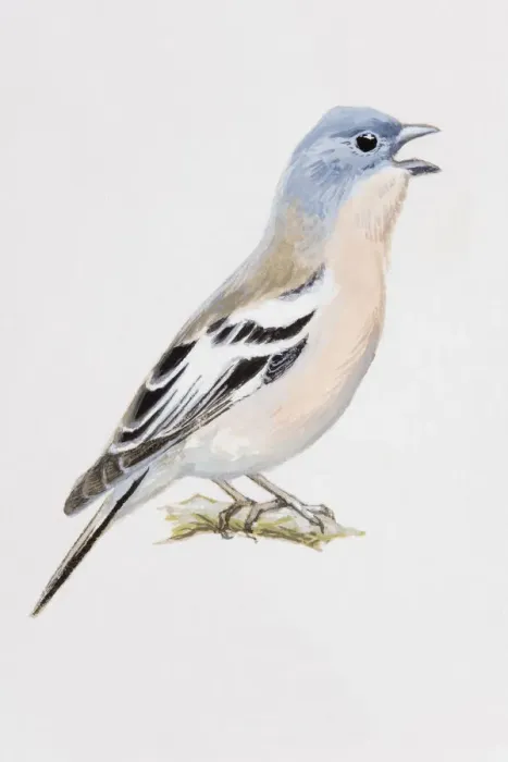 Framed Print : Chaffinch (Fringilla coelebs), calling, side view