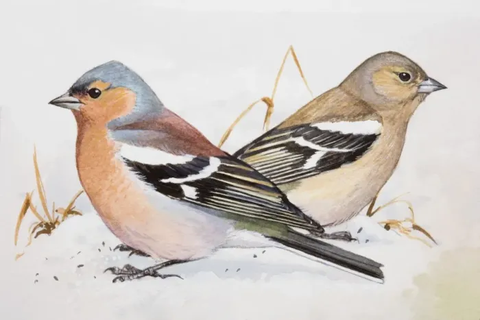 Framed Print : Chaffinch (Fringilla coelebs), male and female, sitting side by side, side view Framed Print : Chaffinch (Fringilla coelebs), male and female, sitting side by side, side view
