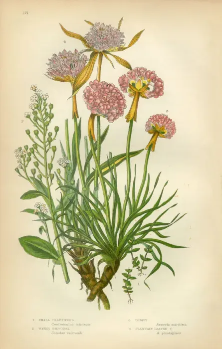 Framed Print : Chaffweed, Lysimachia, Pimpernel, Thrift, Armeria, Victorian Botanical Illustration Framed Print : Chaffweed, Lysimachia, Pimpernel, Thrift, Armeria, Victorian Botanical Illustration