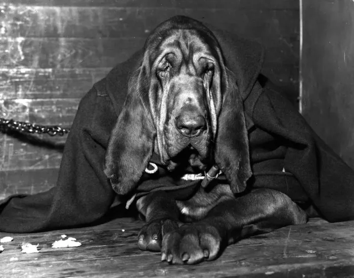 Framed Print : Chained Bloodhound