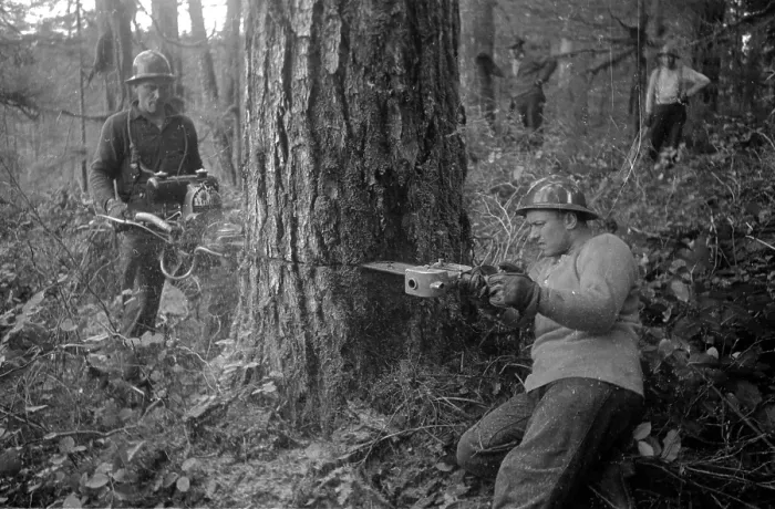 Framed Print : Chainsaw. 10th August 1939: A logger uses a chain saw to fell a tree in