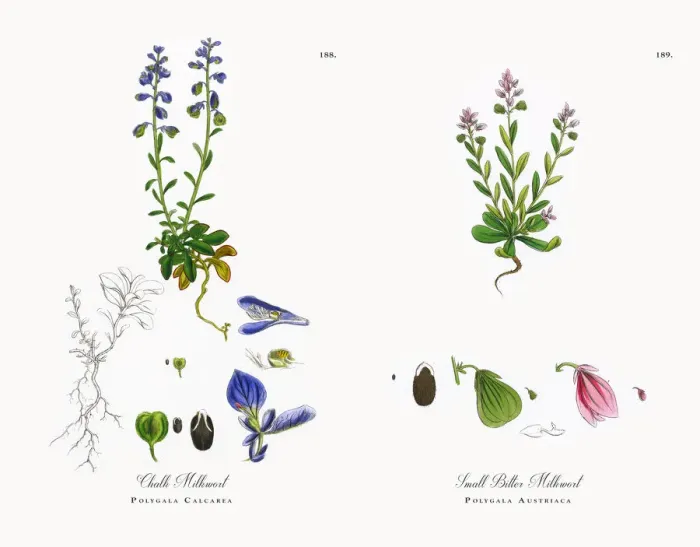 Framed Print : Chalk Milkwort, Polygala Calcarea, Victorian Botanical Illustration, 1863 Framed Print : Chalk Milkwort, Polygala Calcarea, Victorian Botanical Illustration, 1863