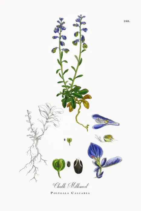 Framed Print : Chalk Milkwort, Polygala Calcarea, Victorian Botanical Illustration, 1863 Framed Print : Chalk Milkwort, Polygala Calcarea, Victorian Botanical Illustration, 1863