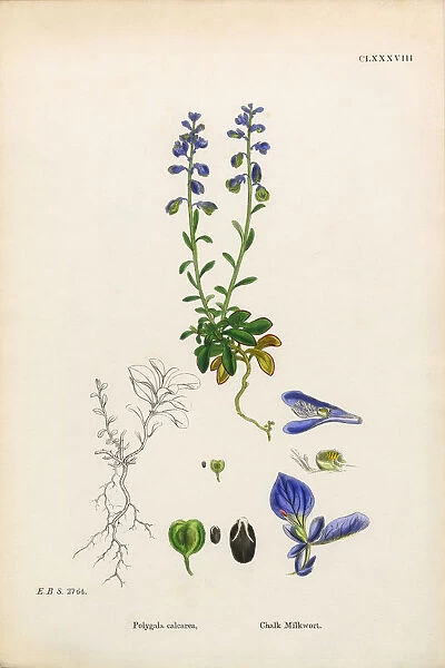 Chalk Milkwort, Polygala Calcarea, Victorian Botanical Illustration, 1863