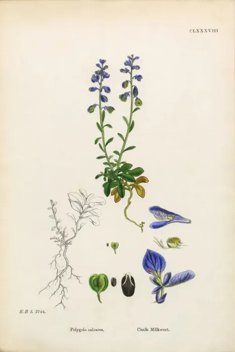 Framed Print : Chalk Milkwort, Polygala Calcarea, Victorian Botanical Illustration, 1863 Framed Print : Chalk Milkwort, Polygala Calcarea, Victorian Botanical Illustration, 1863