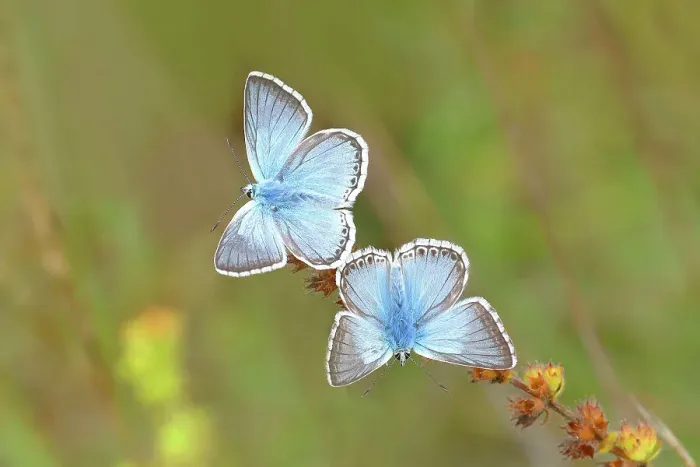 Framed Print : Chalkhill blues (Lysandra coridon) Other animals, Insects, Butterflies, Animals, Bad Neustadt an der Saale, Bavarian Rhoen nature park Park, Bavaria, Germany Framed Print : Chalkhill blues (Lysandra coridon) Other animals, Insects, Butterflies, Animals, Bad Neustadt an der Saale, Bavarian Rhoen nature park Park, Bavaria, Germany