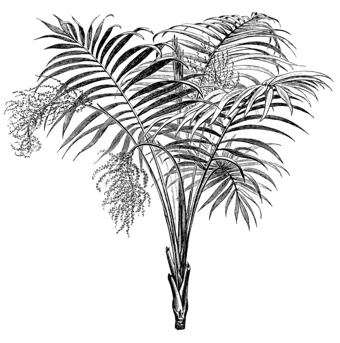 Framed Print : Chamaedorea lunata common names Pacayita, Tepejilote, Xate macho