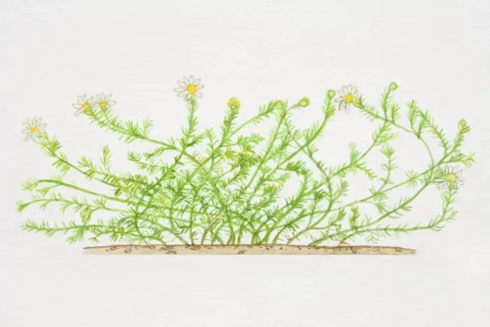 Framed Print : Chamaemelum, Chamomile plant Framed Print : Chamaemelum, Chamomile plant
