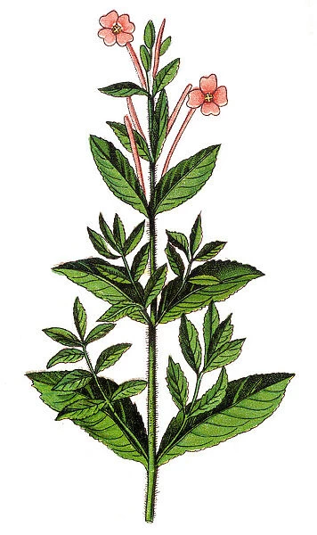 Chamaenerion angustifolium, fireweed, great willowherb, rosebay willowherb