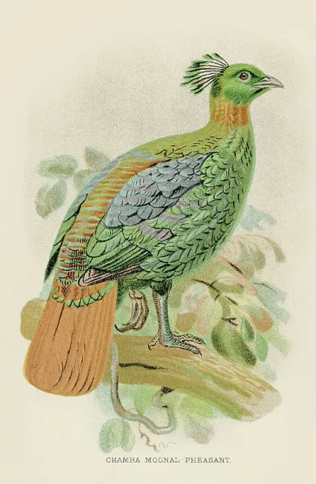 Framed Print : Chamba moonal pheasant engraving 1892 Framed Print : Chamba moonal pheasant engraving 1892
