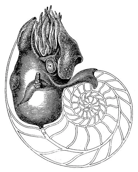 Chambered Nautilus (Nautilus Pompilius)