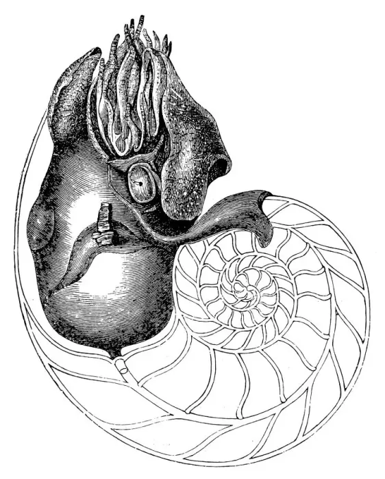Framed Print : Chambered Nautilus (Nautilus Pompilius) Framed Print : Chambered Nautilus (Nautilus Pompilius)