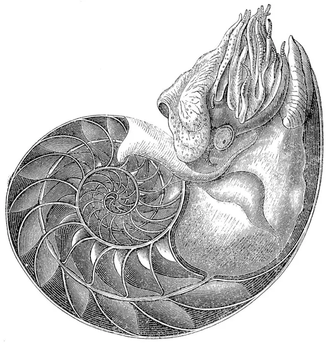 Framed Print : Chambered Nautilus (Nautilus Pompilius) Framed Print : Chambered Nautilus (Nautilus Pompilius)