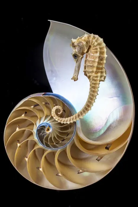 Framed Print : Chambered nautilus with seahorse Framed Print : Chambered nautilus with seahorse