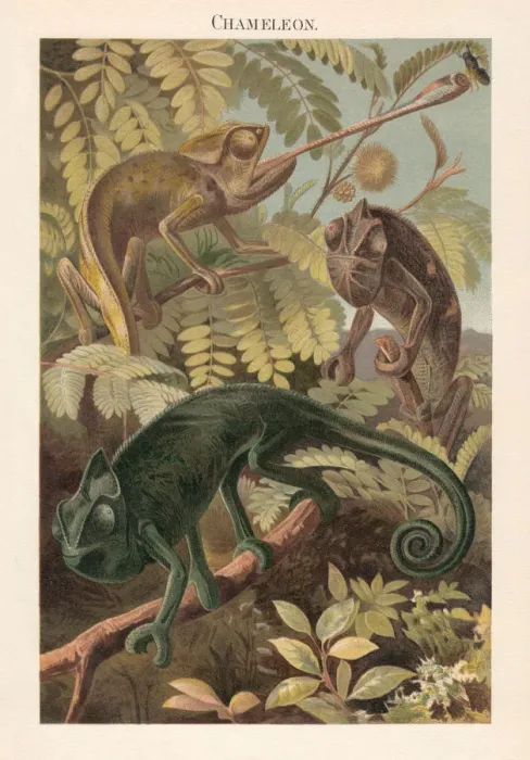 Framed Print : Chameleon (Chamaeleonidae), lithograph, published in 1897 Framed Print : Chameleon (Chamaeleonidae), lithograph, published in 1897