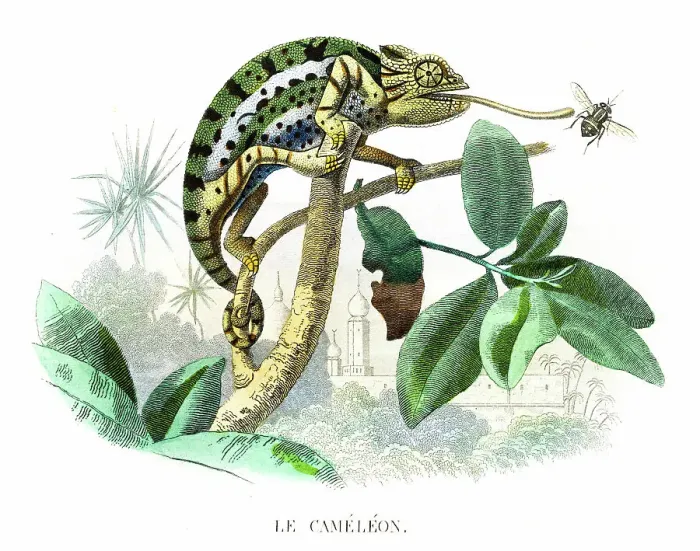 Framed Print : Chameleon - Hand colored print from Histoire naturelle de Lacepede 1847 Framed Print : Chameleon - Hand colored print from Histoire naturelle de Lacepede 1847